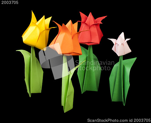 Image of Tulips isolated on black background