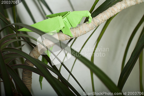 Image of Parrot on a tree