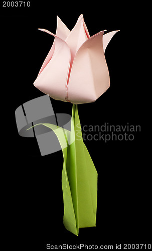 Image of Pink tulip isolated on black background