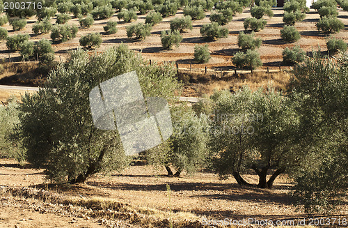 Image of Olive trees 