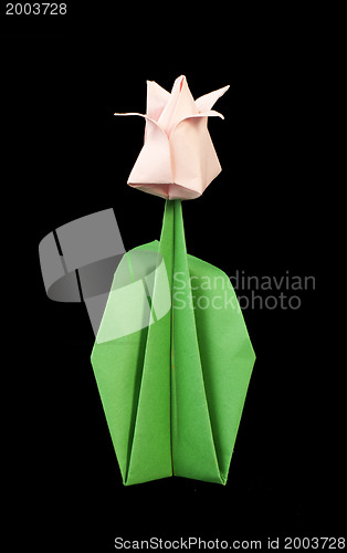 Image of Tulip isolated on black background