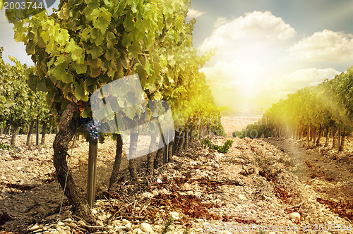 Image of Vineyards at sunset in autumn harvest. 