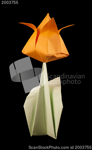Image of Orange tulip isolated on black background