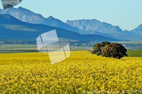 Image of Yellow rape field
