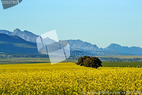 Image of Yellow rape field