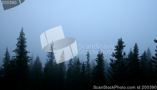 Image of Foggy Nordmarka