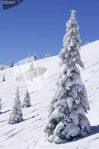 Image of snow covered mountain and fir trees