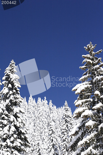 Image of snow covered mountain and trees