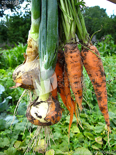 Image of a bunch of pulled out carrots and leeks