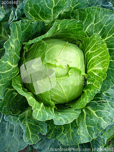 Image of Big head of cabbage