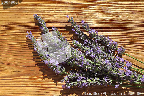 Image of Lavender