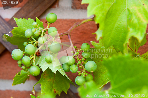 Image of Biological grapes