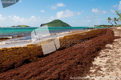 Image of Deserted beach at Vieux Fort