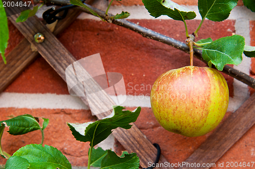 Image of Biological apple