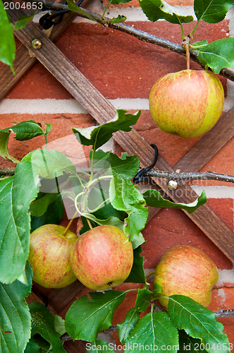 Image of Biological apples