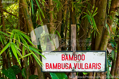 Image of Bamboo trees