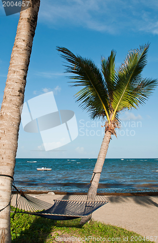 Image of Hammock on palm trees