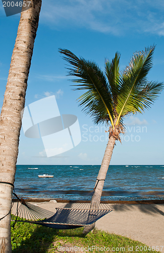 Image of Hammock on palm trees