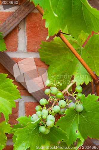 Image of Biological grapes