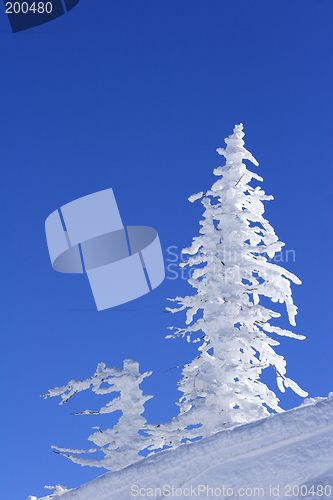 Image of ice covered tree on mountain