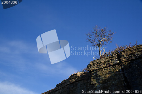 Image of Tree on a cliff