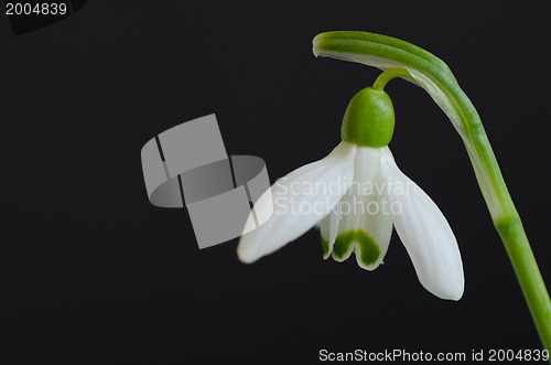 Image of Snowdrop