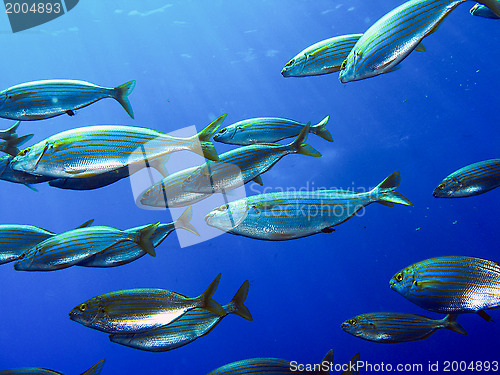 Image of school of fish salema