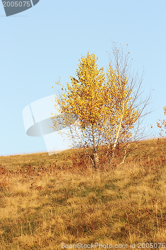 Image of birch tree in fall