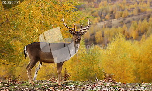 Image of fallow deer buck in a glade