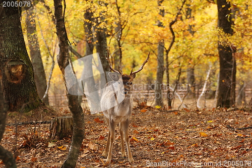 Image of fallow deer in the forest