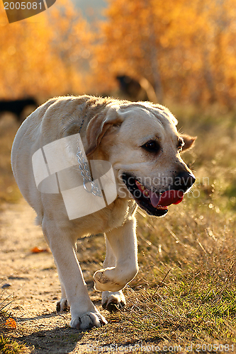 Image of hunting dog coming from the woods