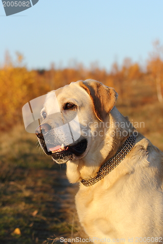 Image of portrait of labrador retriever