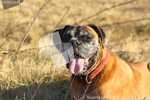 Image of tired boxer