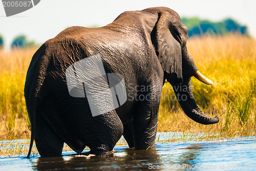 Image of African bush elephant crossing river