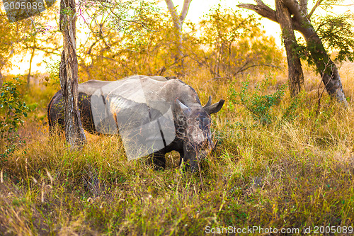 Image of Rhinocerous