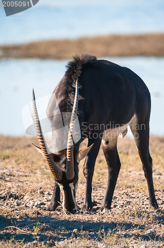 Image of Oryx by water