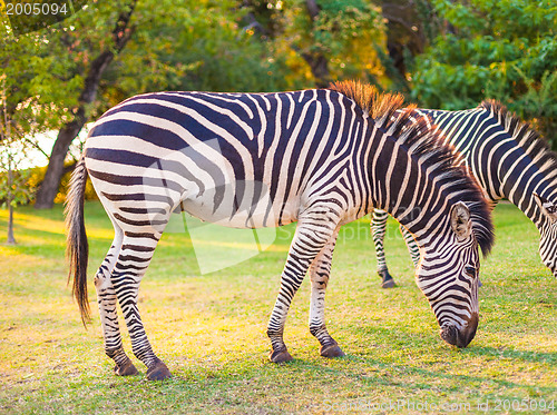 Image of Plains zebra (Equus quagga) grazing