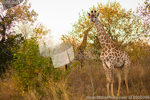Image of Giraffe (Giraffa camelopardalis)