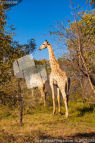 Image of Giraffes walking