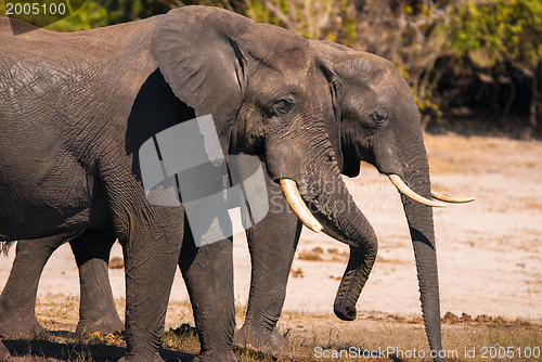 Image of Elephant drinking