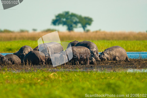 Image of Large group of hippos in the mud