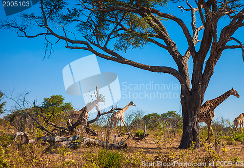 Image of Giraffes walking