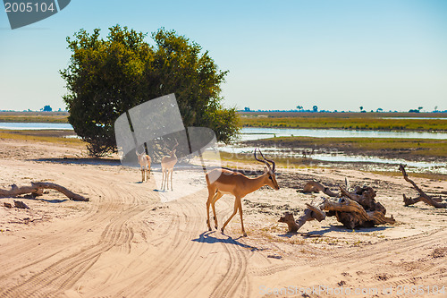 Image of Impala walking