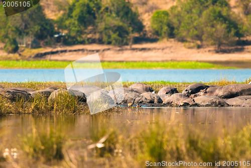 Image of Hippopotamus group