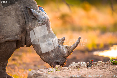 Image of Rhino and tiny bird