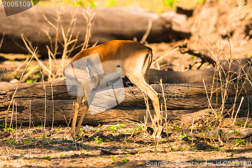 Image of Impala ewe