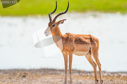 Image of Impala