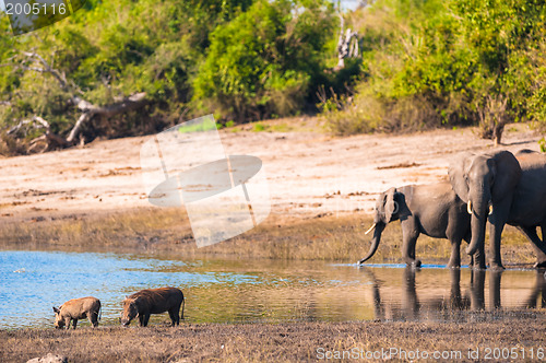 Image of Group of elephants drinking