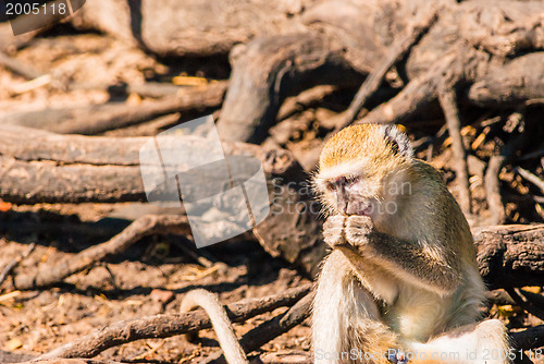 Image of Vervet monkeys