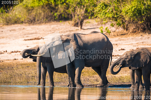 Image of Group of elephants drinking